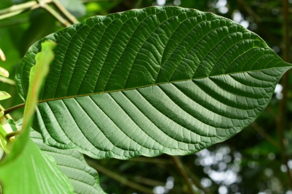Does consuming Kratom violate Doping Guidelines 2023?